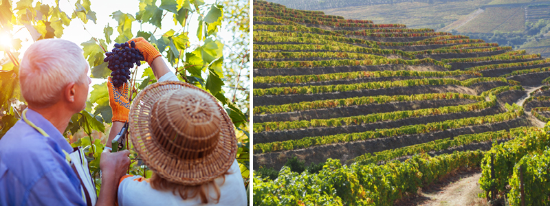 Vinrankor i Dourodalen och skrdessong, i Portugal.
